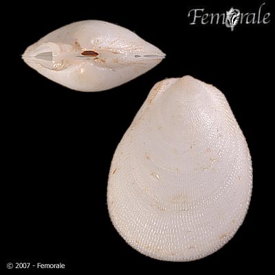 Ctenoides mitis
