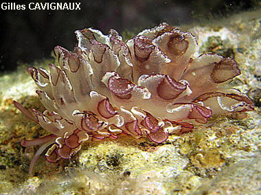 Cyerce cristallina