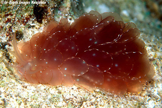 Cyerce elegans