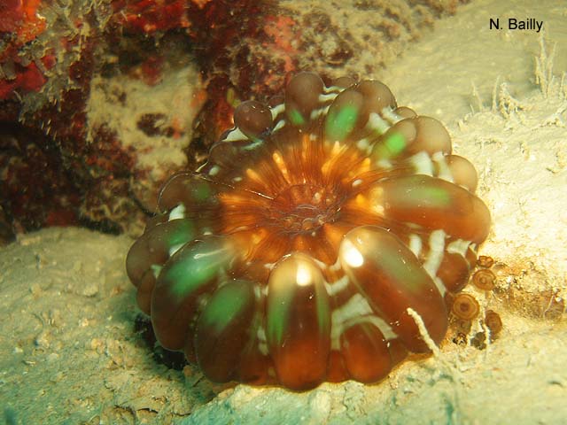 Cynarina lacrymalis