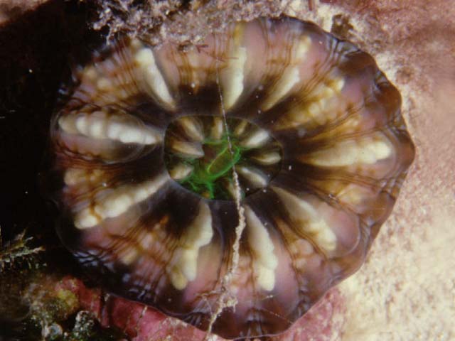 Cynarina lacrymalis