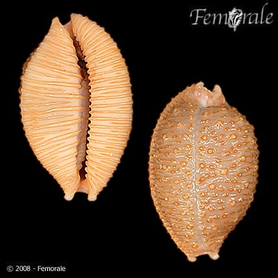 Staphylaea nucleus