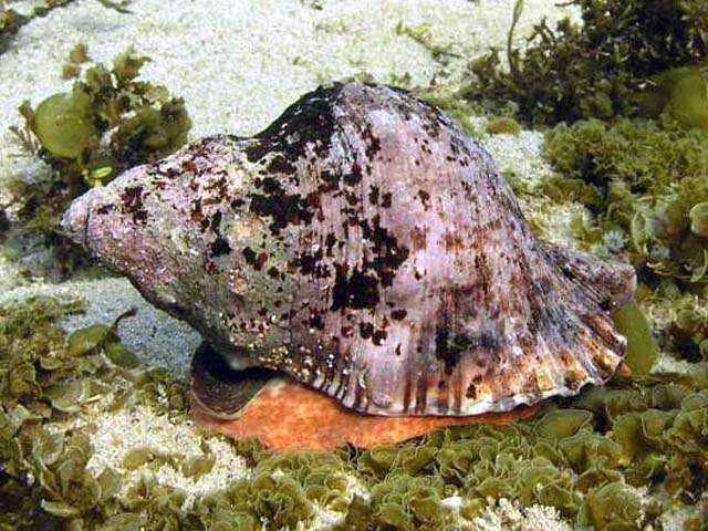 Monoplex parthenopeus