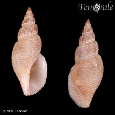 Daphnella retusa