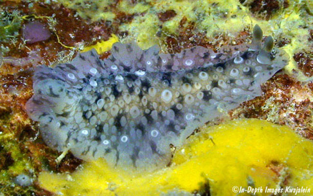 Dendrodoris albopurpura