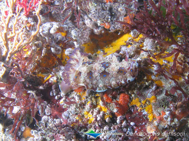 Dendrodoris denisoni