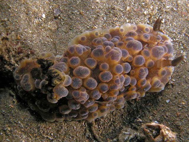 Dendrodoris gunnamatta