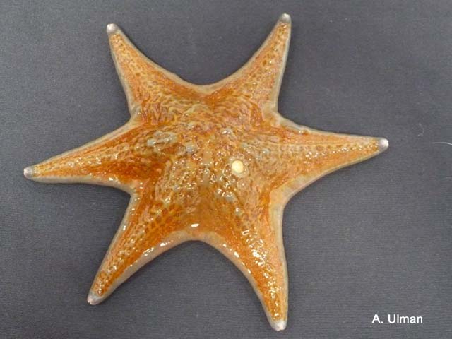 Dermasterias imbricata
