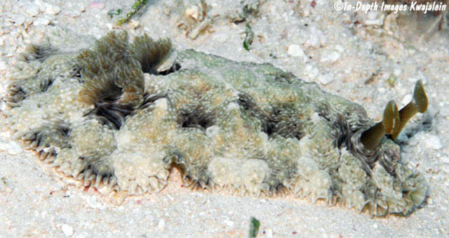 Dendrodoris tuberculosa