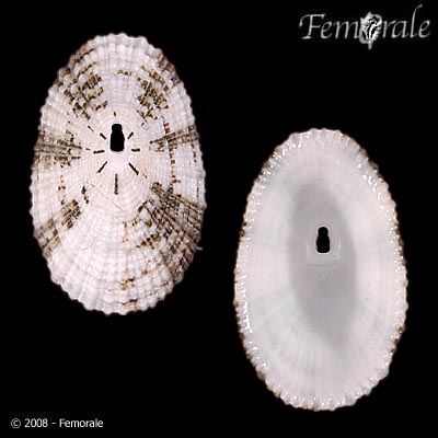 Diodora dysoni