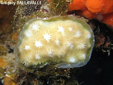 Disporella hispida
