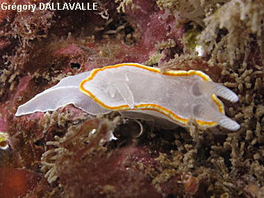 Diaphorodoris luteocincta