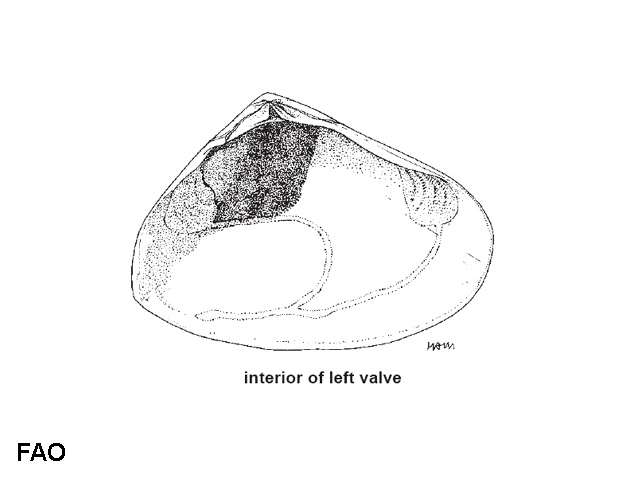 Plebidonax deltoides