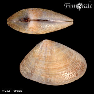 Donax faba