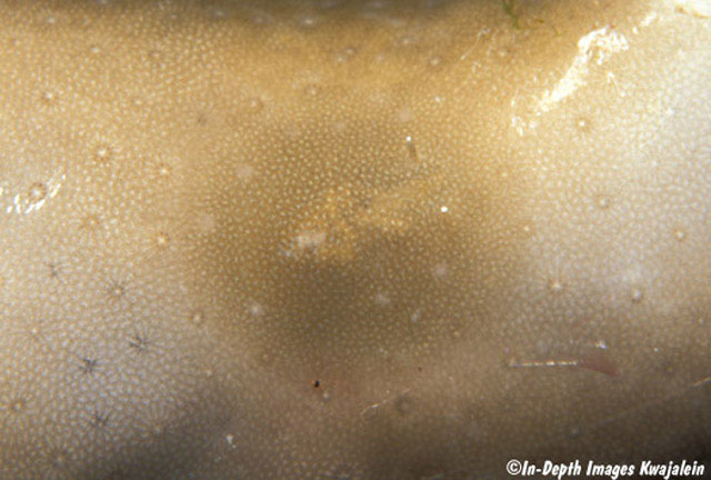 Doridomorpha gardineri
