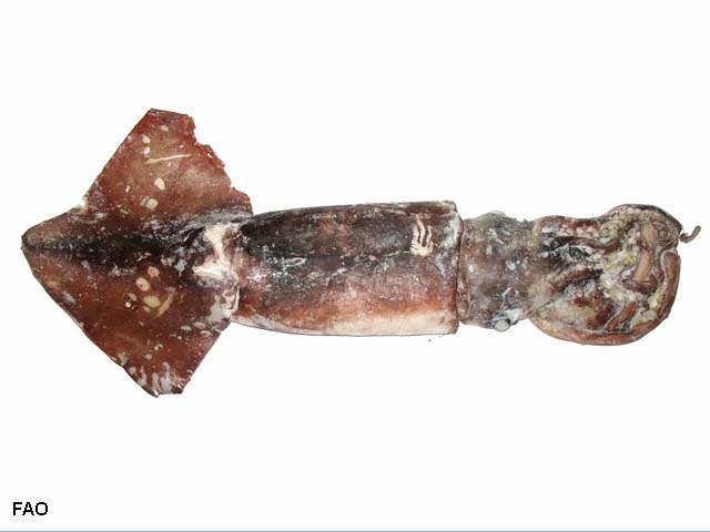 Dosidicus gigas