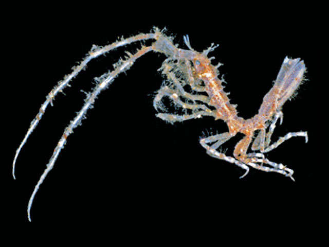 Dolichiscus hiemalis