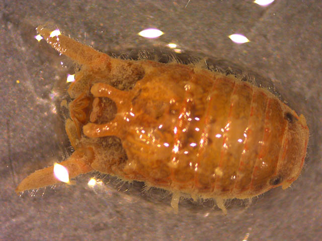 Dynamene edwardsi