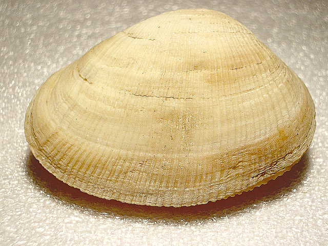 Eastonia rugosa