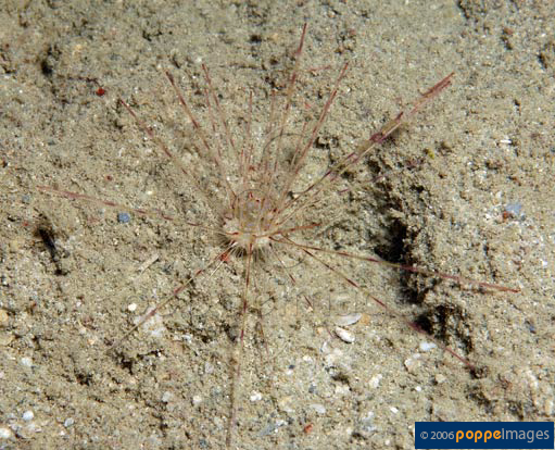 Echinothrix diadema