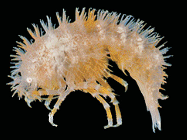Echiniphimedia hodgsoni