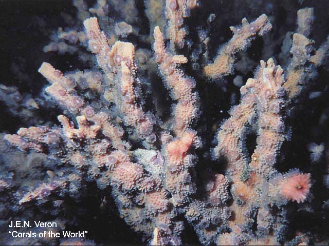 Echinopora horrida