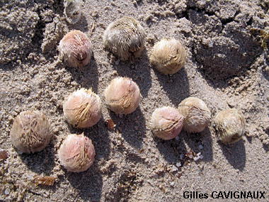 Echinocardium mediterraneum