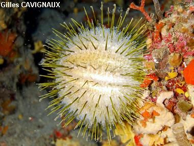 Echinus melo