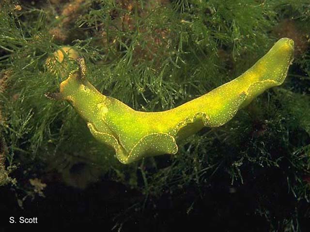 Elysia viridis