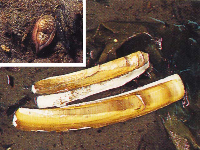 Ensis directus