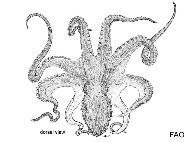 Enteroctopus megalocyathus