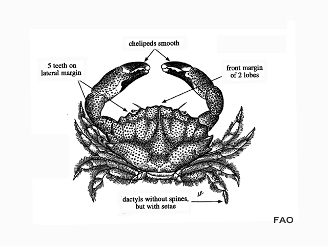 Etisus laevimanus