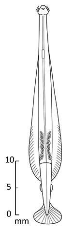 Euham_u0.jpg