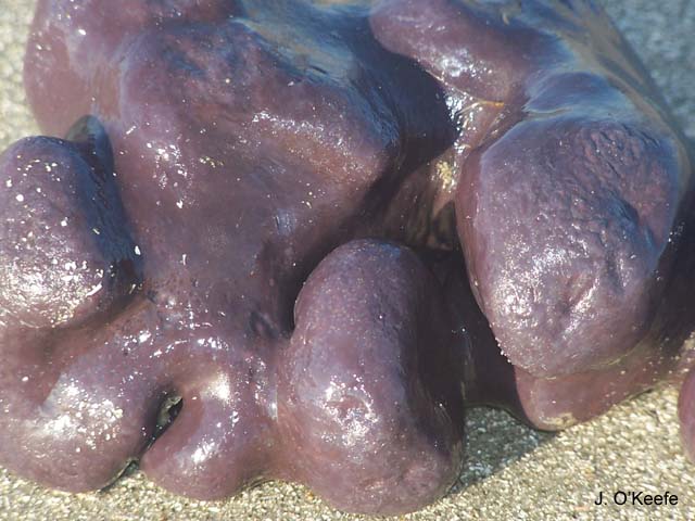 Eudistoma hepaticum