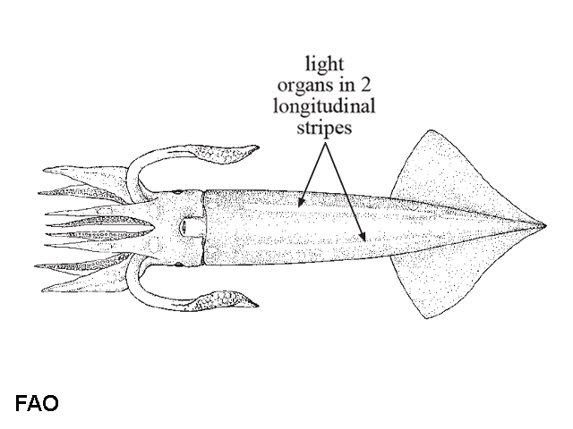 Eucleoteuthis luminosa