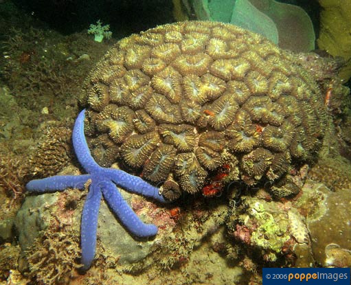 Astraeosmilia maxima