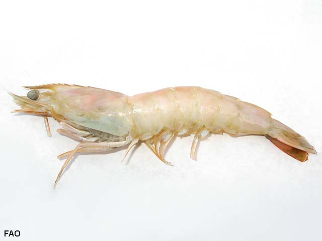 Penaeus notialis