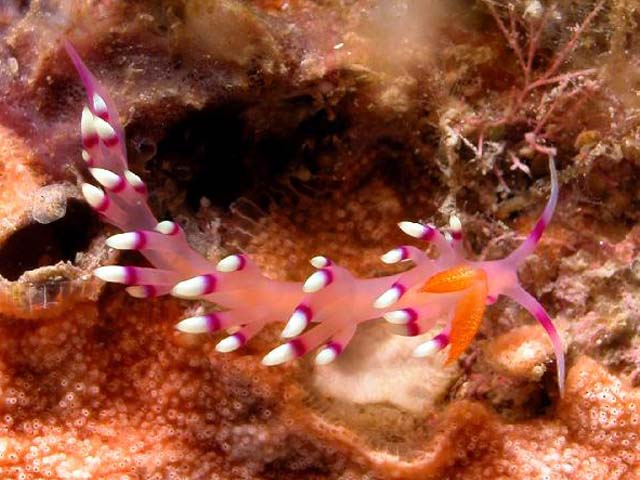 Flabellina exoptata