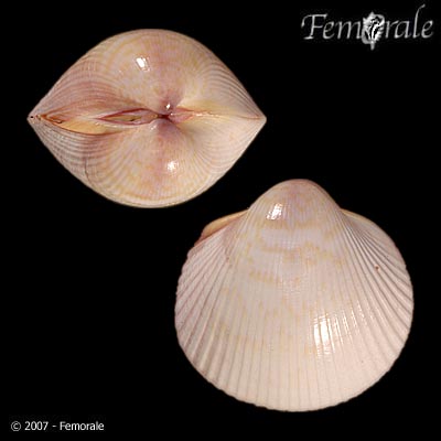 Fulvia fragilis