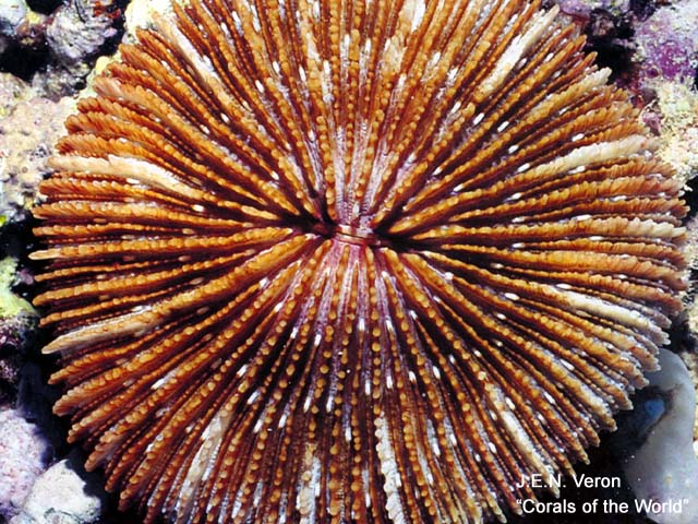 Danafungia horrida