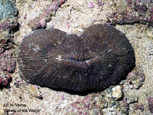 Pleuractis taiwanensis