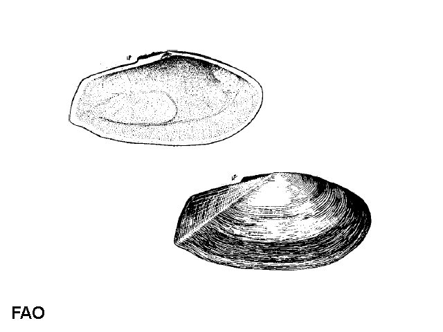 Gari fervensis