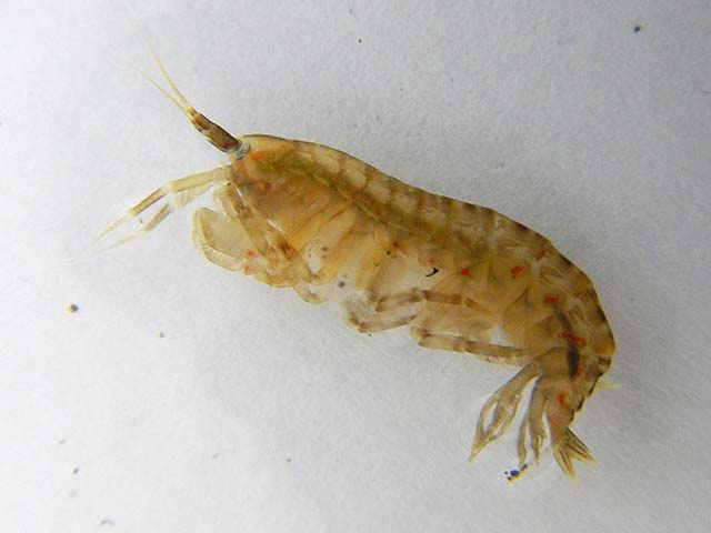 Gammarus insensibilis