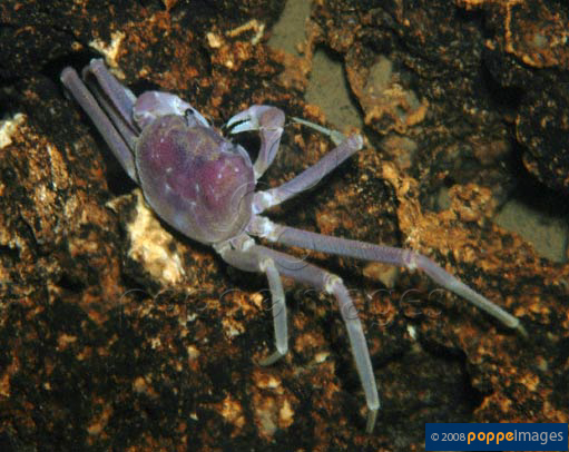 Chaceon affinis