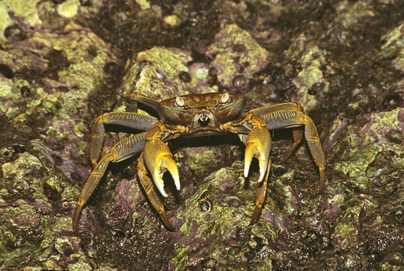 Geograpsus crinipes