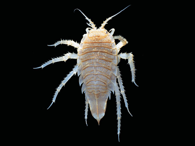 Glyptonotus antarcticus