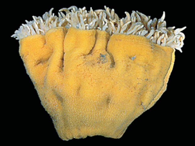 Glyphoperidium bursa