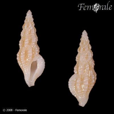 Glyphostoma neglecta