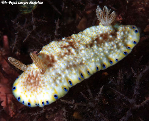 Goniobranchus aureopurpureus