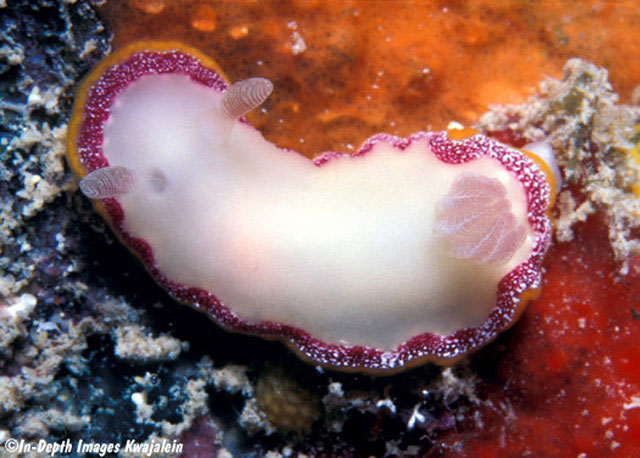 Goniobranchus galactos